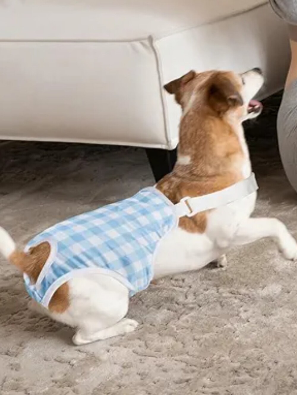 Dog Diaper Onesie
